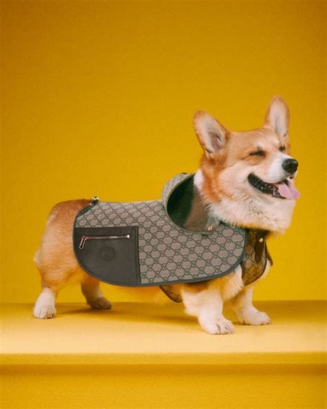 collezione gioielli gucci 2019 animali|Le foto dolcissime di cani e gatti vestiti Gucci nella nuova campagna.